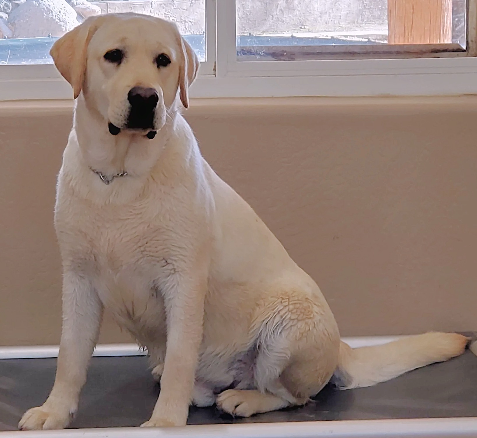 R & R Farms Daisy Mountain Boss