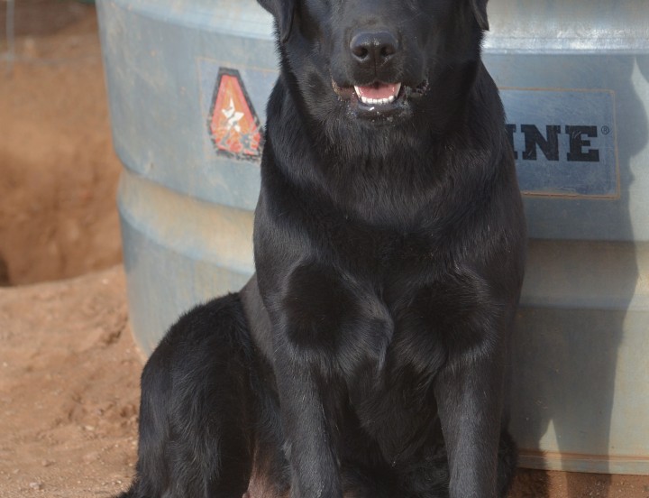 Graves Fabulous Delta X Loretta Joey JR (Mexico)