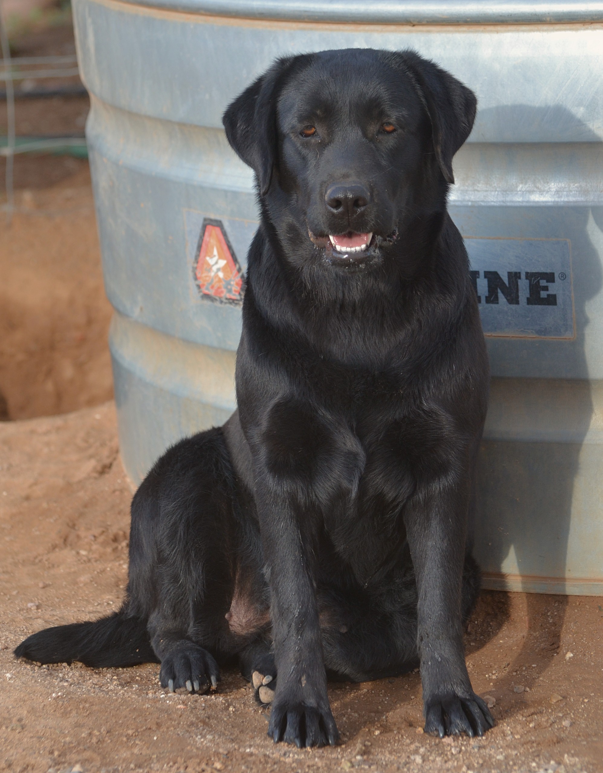 Graves Fabulous Delta X Loretta Joey JR (Mexico)